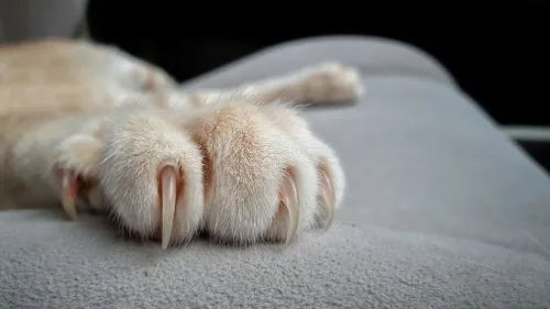 close up view of cat's paw with long, sharp nails