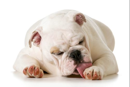 fat white English bulldog licking at front paw