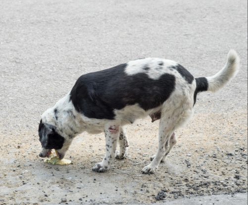 black and white dog hunched over and vomiting up yellow foam